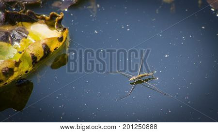 A nepomorpha sunbathing on the water in the sunshine.