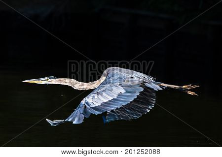 Horizontal photo of a great blue heron taking off against a black background