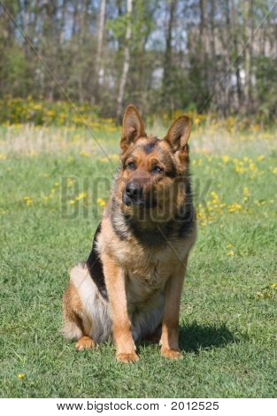 Vergadering schapen-Dog