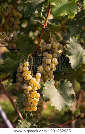 Grapes In The Vineyard On The Sunny Day With Selective Focus