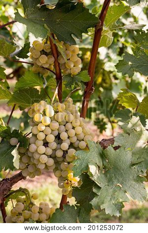 Grapes In The Vineyard On The Sunny Day With Selective Focus