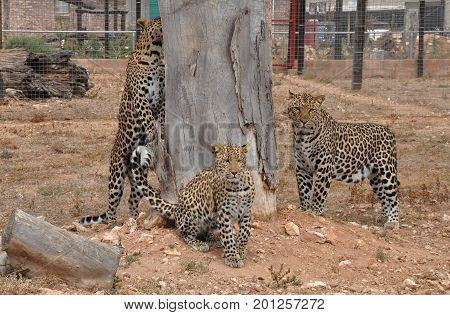 Leopards going soft over a trunk with perfume.