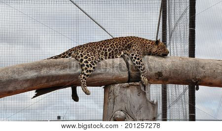 Leopard resting in tree. A characteristic pose.