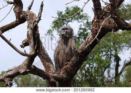 An olive baboon in tree looking ahead