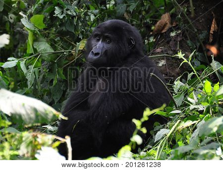 female mountain gorilla looking peaceful and at ease.