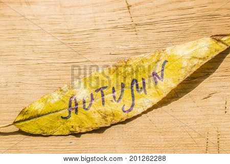 Yellow Sheet With The Inscription Autumn