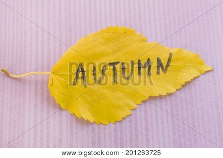 Yellow Leaf With An Inscription Autumn