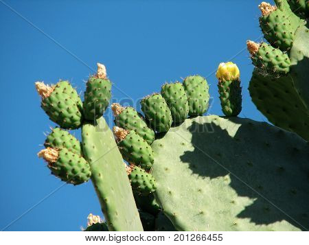 The blossoming cactus opuncia on Mallorca, summer