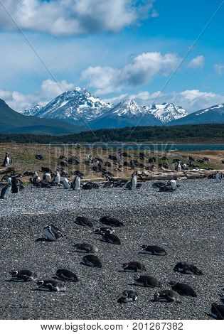 Penguins in Martillo island in Ushuaia in Argentina