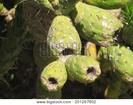The blossoming cactus opuncia on Mallorca, summer