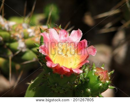 The blossoming cactus opuncia on Mallorca, summer