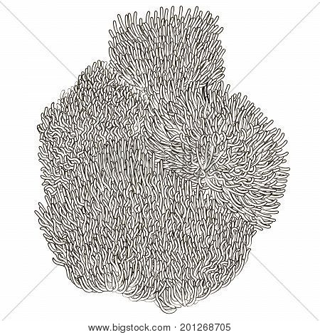 Underwater background with anemones for adult antistress coloring page. High detailed black white backdrop with actinium. Vector illustration.