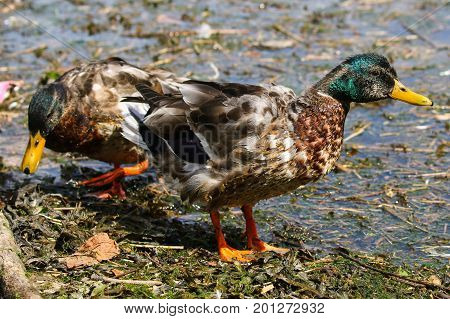 A pair of male mallards in eclipse plumage during their moult