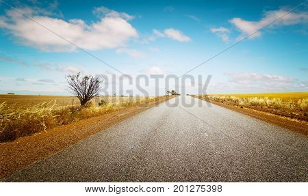 Straight road goes to horizon on background of ble sky and Golden wheat field.