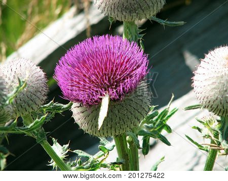 Thistle growing wild in nature, meadow, summer