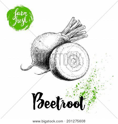 Hand drawn beet root with sliced root composition. Sketch vintage vector illustration. Farm fresh vegetables poster.