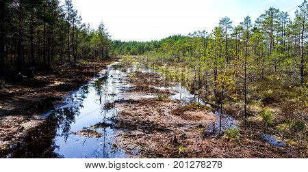 Wetland ecosystem restoration and conservation area in Soomaa, Estonia