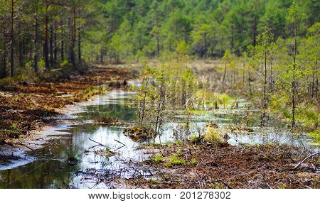 Wetland ecosystem restoration and conservation area in Soomaa, Estonia