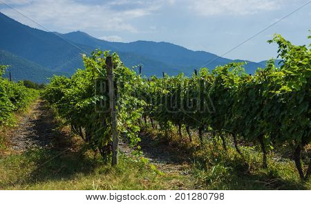 Georgian Wine Area Kakheti