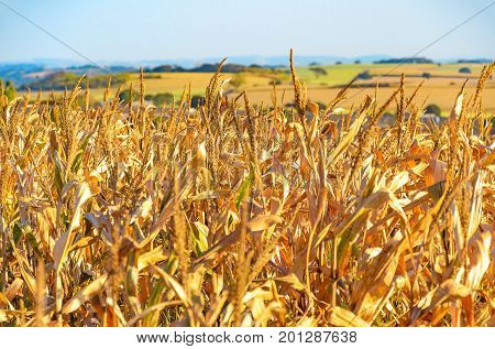 Agricultural Scene: Landscape Of A Plantation Of Corn From A Farm