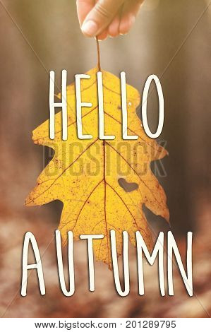 Hello Autumn Fall Text Sign On Hand Holding Beautiful Yellow Autumn Leaf With Heart Shaped Hole In A