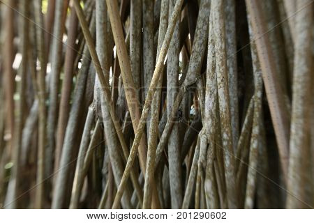 Magrove Roots at the Sea in Central America