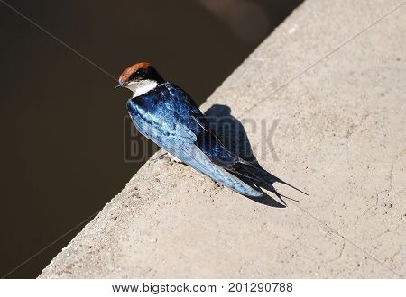 Wire-tailed swallow sitting on the edge of a bridge