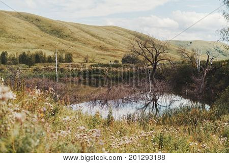 Several dead dry trees next to waterlogged rushy pond reflecting in the water with beautiful autumn landscape around: hills in distance overcast sky Altai district Russia