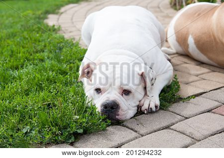 white American Bulldog in the yard of the house. The American bulldog is a stocky, well built, strong-looking dog, with a large head and a muscular build.