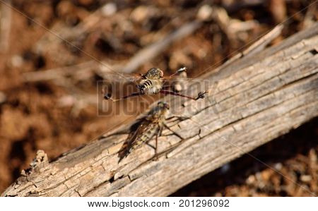 Acrobatics in mid-flight during mating season, robber fly