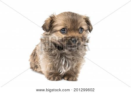 Beautiful little pekinese isolated on white background
