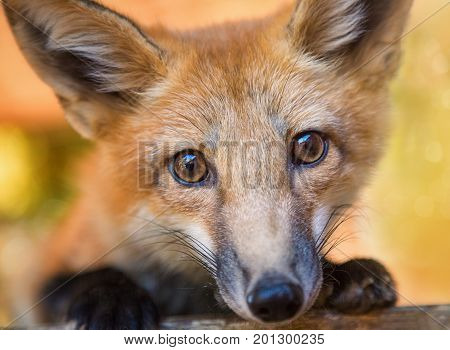 Kit Fox Portrait, Color Image, Oregon, USA