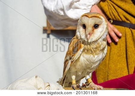 The common barn owl with heart shaped face perching on the wood branch on the background of woman wearing the medieval dress at international knight festival Tournament of St. George