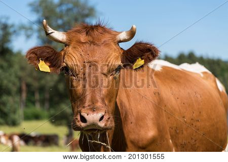 Portrait of a cow on pasture - spotted cattle with cattle ear marks