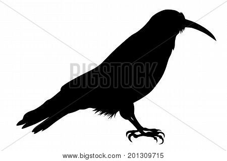 Vector illustration of chough silhouette  on white background