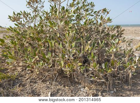 Mangrove Plants With Roots On Sandy Beach