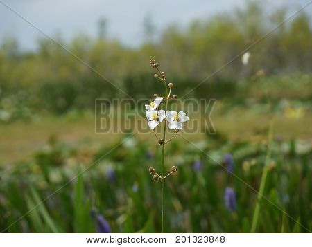 White Swamp Flowers In The Marsh
