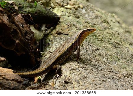 beautiful Many-lined Sun Skink (Mabuya multifasciata) inThai forest