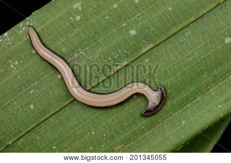 close up image of a hammer head worm