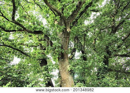 An image of a treetop - nature