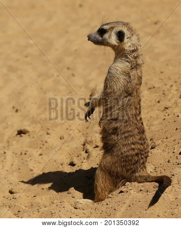 cute surakat , standing in the desert