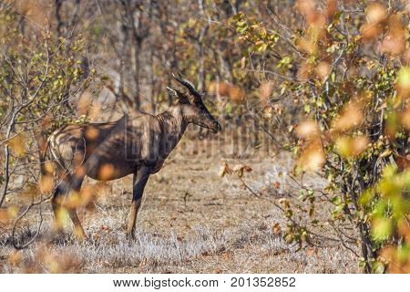 Common tesserae in Kruger national park, South Africa ; Specie Damaliscus lunatus lunatus family of Bovidae