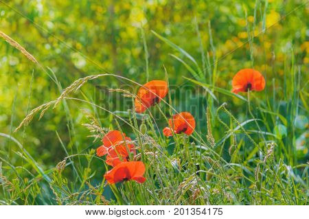 Floral background. Red poppies in green grass on a blurry background with bokeh effect