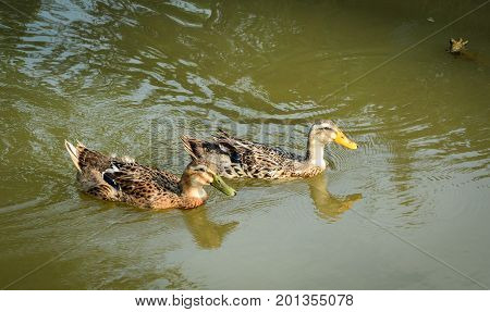 Ducks swimming on the pond in Mekong Delta Southern Vietnam.