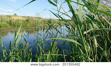 Leaves of Reeds by the River, Swaying From the Wind. Summer sunny Day