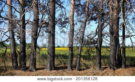 A number of pines standing against the background of a field of sunflowers and a blue sky. Sunny summer day