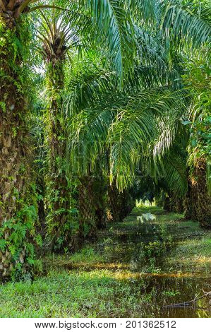 Palm Oil Plantation In Asia. Rural Thailand