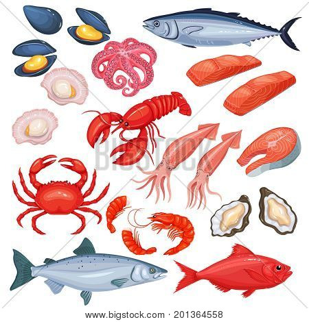 Vector icons of mussel, fish salmon, shrimp. Lobster, squid, octopus, scallop, lobster, craps, mollusk, oyster, alfonsino and tuna. Seafood in cartoon style.