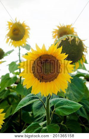 Sunflower field landscape sunflower growth fields landscape agriculture background beautiful beauty blue clear closeup colorful flora floral flower green