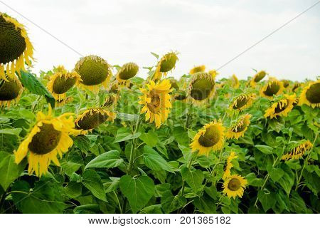 Sunflower field landscape sunflower growth fields landscape agriculture background beautiful beauty blue clear closeup colorful flora floral flower green